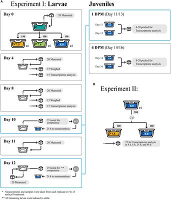 The Marine Gastropod Crepidula fornicata Remains Resilient to Ocean Acidification Across Two Life History Stages